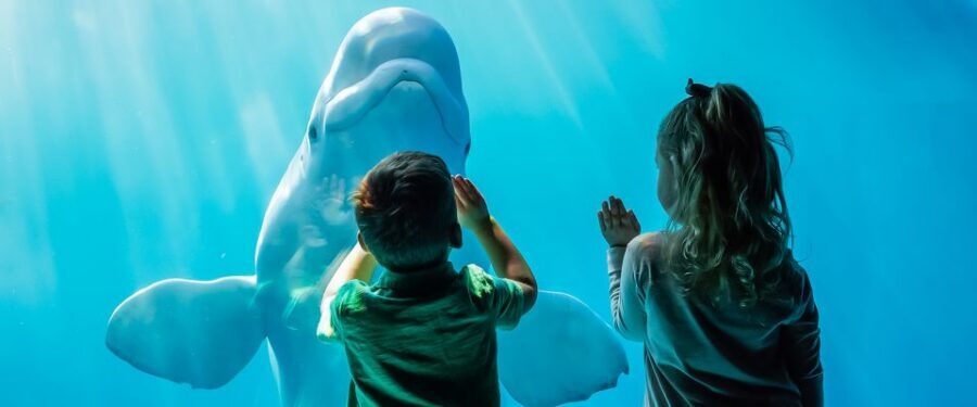 Chicago CityPASS®: Save up to 49% at 5 Top Attractions - Skydeck Chicago and the skyline: expedited entry and timing