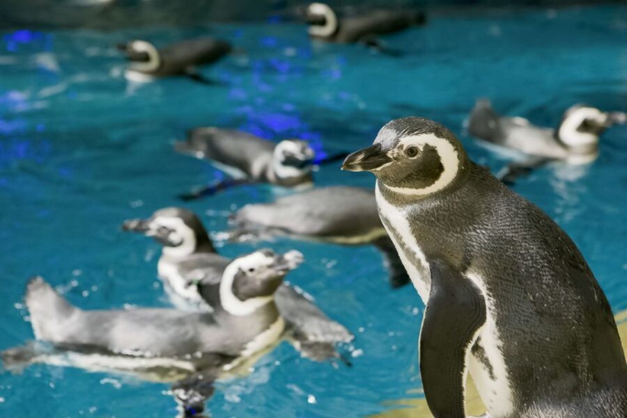 Chicago CityPASS®: Save up to 49% at 5 Top Attractions - Common snag points (and how to avoid them)