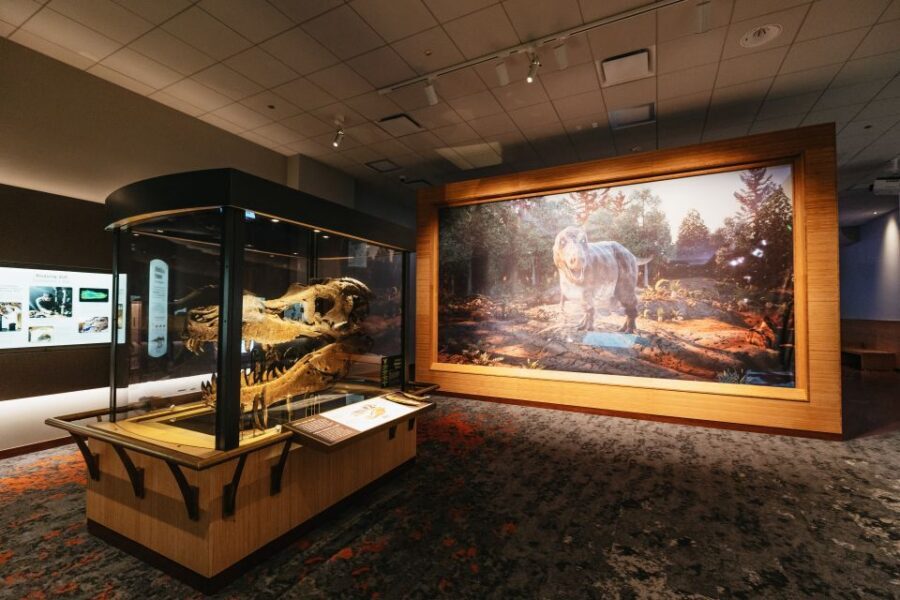 Chicago: Field Museum of Natural History Ticket or VIP Tour - Who Should Book This (and Who Might Skip the Upgrades)?