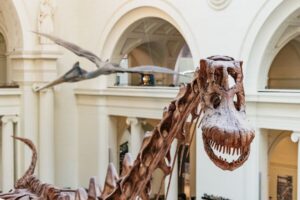 Chicago: Field Museum of Natural History Ticket or VIP Tour - Dinosaur Hall Timing: Sue, Maximo, and How to Beat the Lines