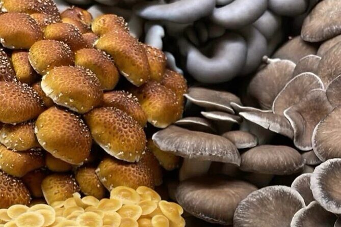 Explore Chicago’s Indoor Mushroom Farm Experience - Quick reasons to book this Chicago mushroom farm tour