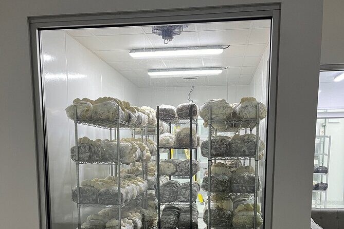 Explore Chicago’s Indoor Mushroom Farm Experience - Why Chicago’s indoor mushroom farm tour is more interesting than it sounds