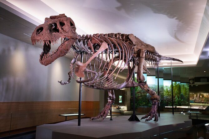 Field Museum of Natural History Early Access Ticket - What you really get with early access at the Field Museum