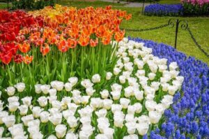 Windmill Island Gardens Day Tour from Chicago – Kids Save 50% - Windmill Island Gardens: Tulips, De Zwaan, and Your Photo Mission